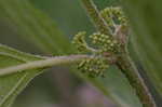 American beautyberry